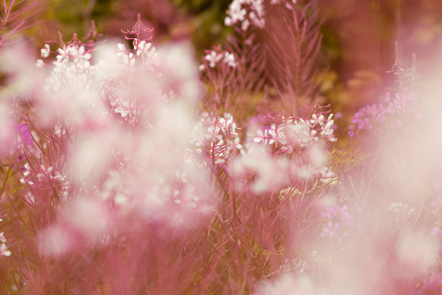 Photo: pink flowers